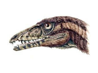    Tawa hallae.   