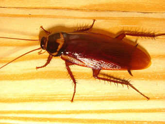  Periplaneta americana.   Wm Jas   wikipedia.org