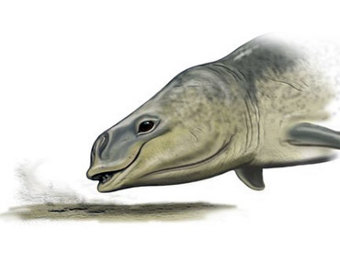    Mammalodon colliveri .   