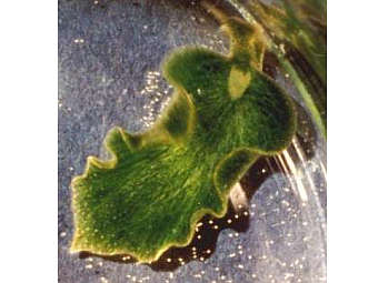  Elysia chlorotica.    illinois.edu