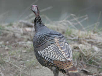  Meleagris gallopavo.    wcp.muohio.edu