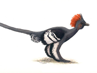 Anchiornis huxleyi.  Michael DiGiorgio/Courtesy Yale