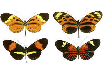    Heliconius.   Ayacop   wikipedia.org