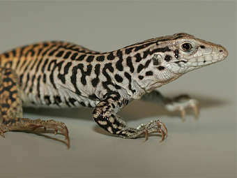  A. tesselata.    research.stowers-institute.org