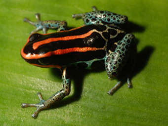      Ranitomeya.    bio.fsu.edu