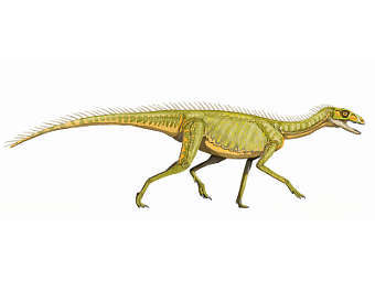       Silesaurus.   DiBgd   wikipedia.org