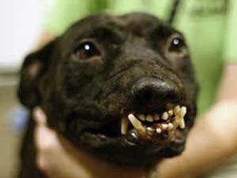    dogcentral.info
