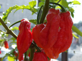 Bhut Jolokia. Фото с сайта listsoplenty.com