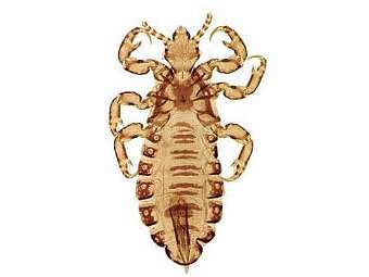 . Pediculus humanus.  Vincent S. Smith
