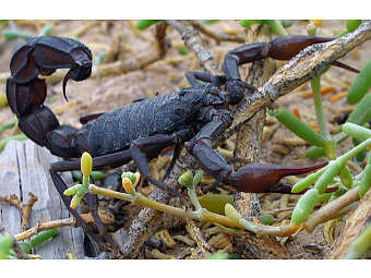   Androctonus crassicauda.    Dbenbenn   wikipedia.org