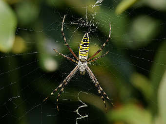  Argiope bruennichi.   Laitche   wikipedia.org