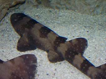   Chiloscyllium plagiosum.   Yzx    wikipedia.org