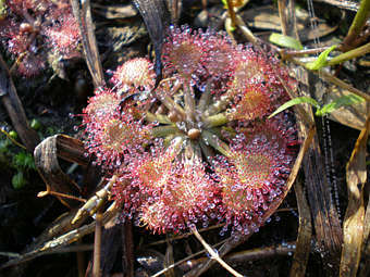  Drosera capillaris.    shell.cas.usf.edu