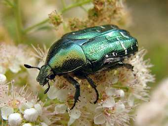    (Cetonia aurata).   Chrumps   wikipedia.org