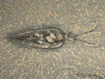   Nectocaris pteryx.   