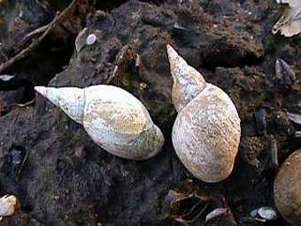E Lymnaea stagnalis.    fcps.edu