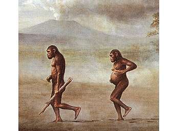    Australopithecus afarensis.    bellarmine.edu