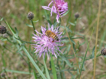  Apis mellifera capensis.    uwlax.edu