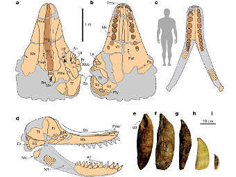   Leviathan melvillei     .   