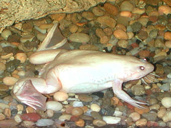  Xenopus laevis,        .    msu.edu