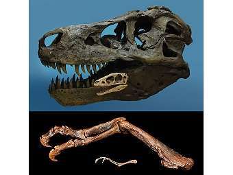      T. rex  R. kriegsteini.    geol.umd.edu