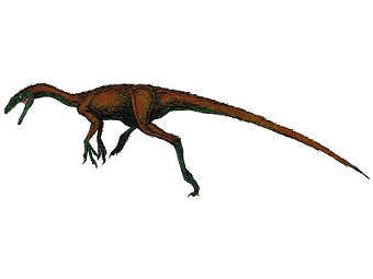 Coelurus fragilis   .   FunkMonk   wikipedia.org