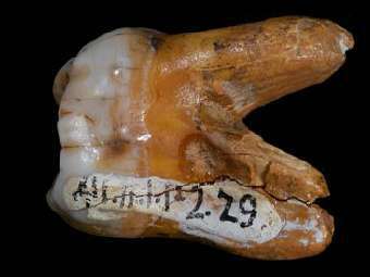     .  Max Planck Institute for Evolutionary Anthropology