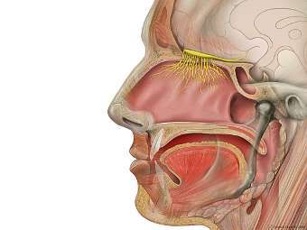     ,     .  Patrick J. Lynch, medical illustrator   wikipedia.org