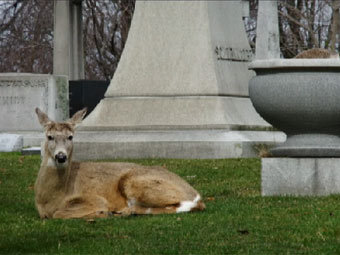    wgrz.com
