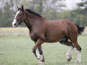    animalpicture.ru
