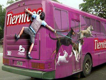     Tiernitos.    Cute and Weird