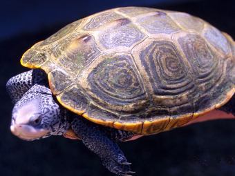  Malaclemys terrapin.  Tom  wikipedia.org