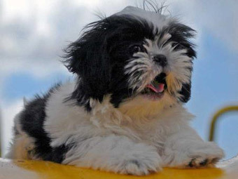    cutepuppiesforsale.net