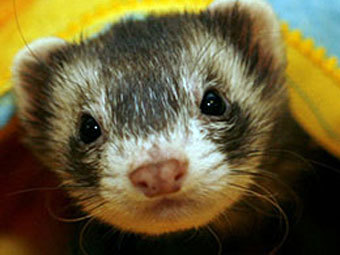    ferretwiki.net