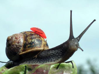  .    snailracing.net 