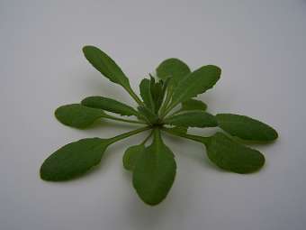  Arabidopsis thaliana.    wisc.edu