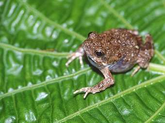 Physalaemus pustulosus.    berkeley.edu