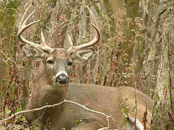    deer-hunting-success.com