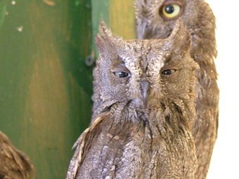 Otus scops.   Antonio De Lorenzo   wikipedia.org