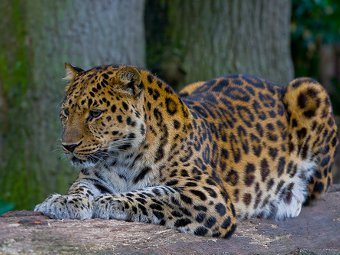  .  Amur Leopard/Wikipedia