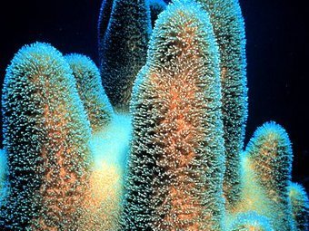 Кораллы. Фото NOAA