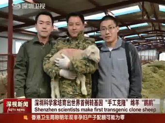 Клонированная трансгенная овца Peng Peng. Кадр из видео, с сайта лаборатории www.bab-genomics.com