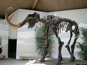 Скелет мамонта. Фото Lou Gruber