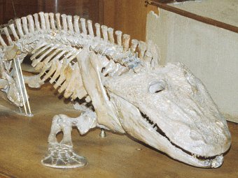 Пермская амфибия эриопс использовала свои массивные кости для хранения избытков углекислого газа. Фото Christine Janis, Museum of Natural History, Paris