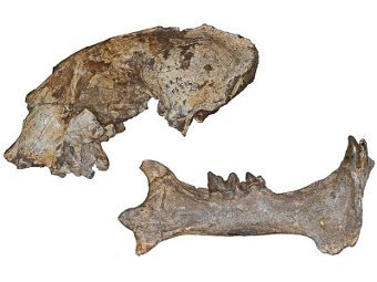 Череп и челюсть саблезубых кошек, живших около 3,5 миллионов лет назад на территории современной Кении. Фото Lars Werdelin/National Museums of Kenya
