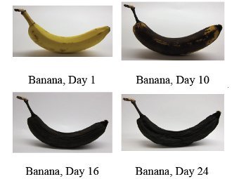 Бананы сорта Кавендишь, использованные в работе. Фото из статьи Esser, B. et al.