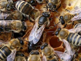 Пчелиная матка в окружении рабочих пчел. Фото Waugsberg