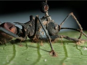 Плодовое тело, выросшее на трупе муравья. Фото David Hughes, Penn State University