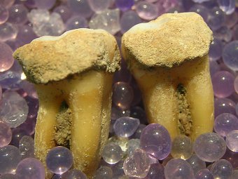 Нижние моляры, изотопный состав зубного камня на которых был изучен в статье. Фото Scott & Poulson