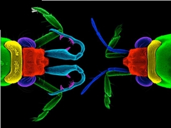 Водомерки. Слева самец, справа - самка. Крючки (голубые) с шипами (розовые) помогают самцам удерживать самку. Фото Science/AAAS